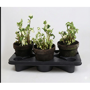 HELLEBORUS NIGER p18