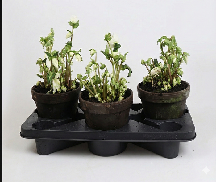 <h4>HELLEBORUS NIGER p18</h4>