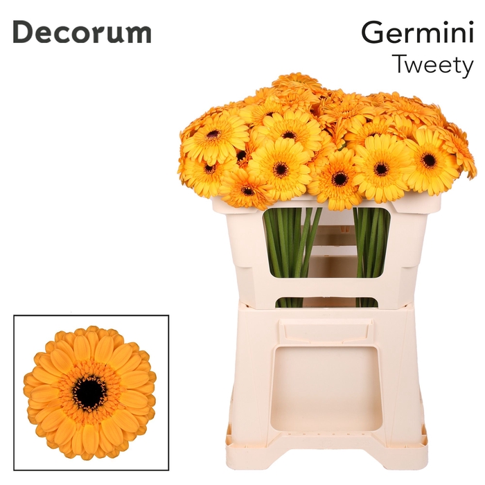 <h4>Germini Tweety Water</h4>