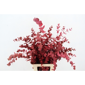 EUC CINEREA WILD RED PER BUNCH