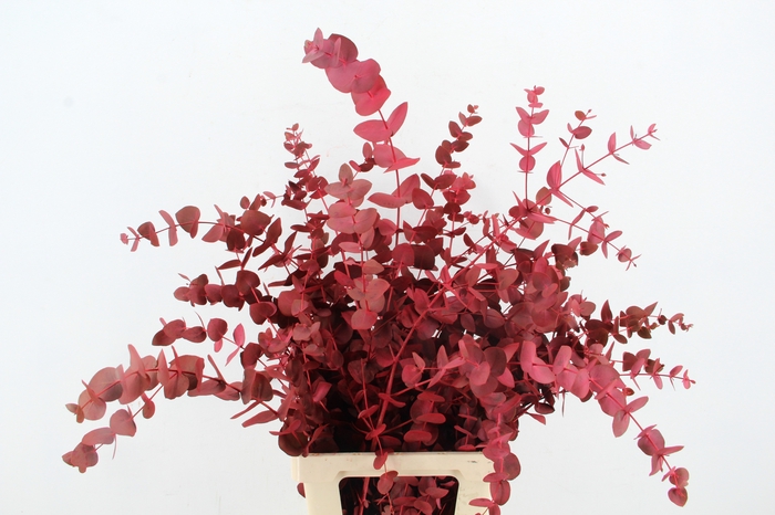 <h4>EUC CINEREA WILD RED PER BUNCH</h4>