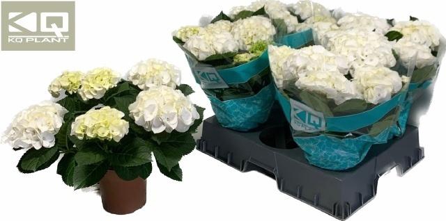 <h4>Hydr M Hi Ice</h4>