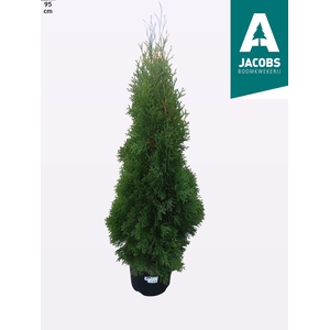 Thuja O Smaragd