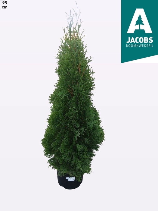 <h4>Thuja O Smaragd</h4>