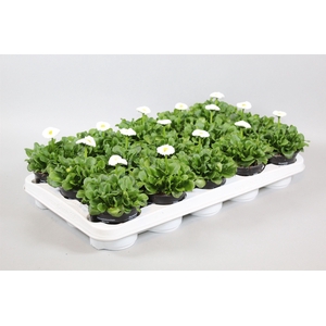 Bellis speed star wit