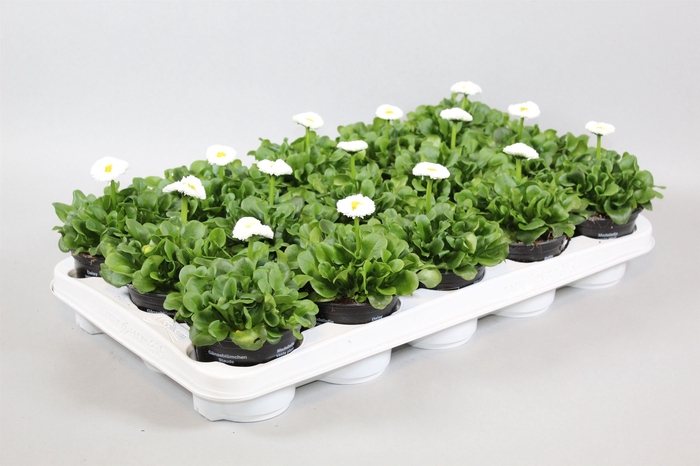 <h4>Bellis speed star wit</h4>