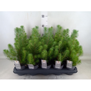 Pinus pinea 'Silver Crest'