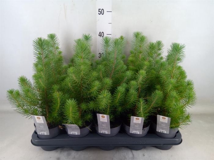 <h4>Pinus pinea 'Silver Crest'</h4>