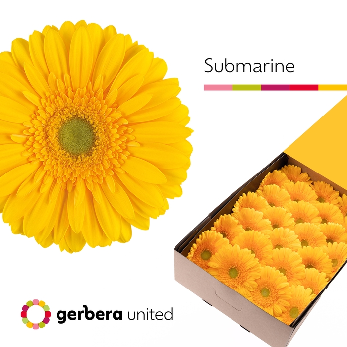 <h4>Gerbera Submarine Doos</h4>