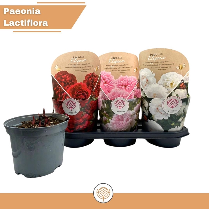 <h4>PAEONIA L GEM</h4>