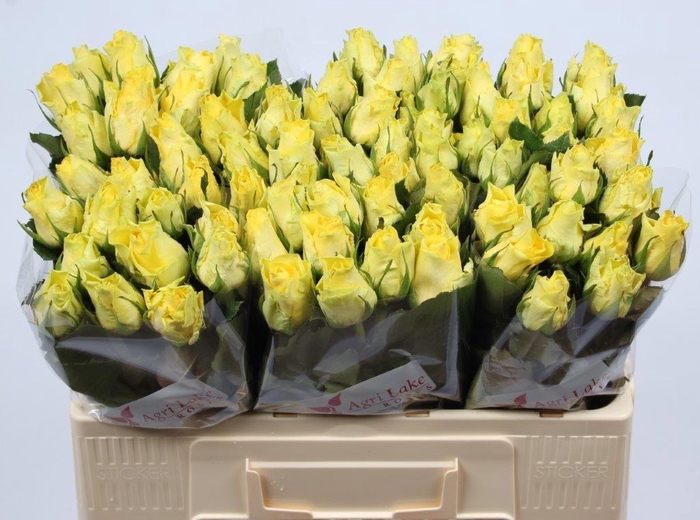 <h4>R GR MINION ROSE</h4>