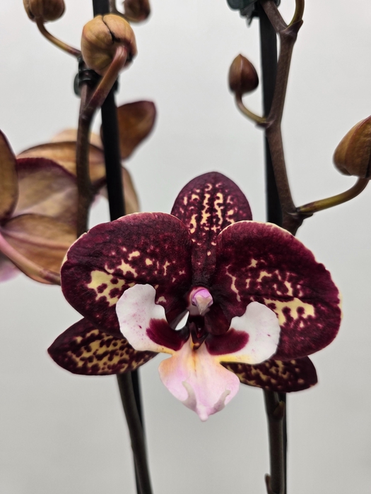 <h4>Limited 69 week10</h4>