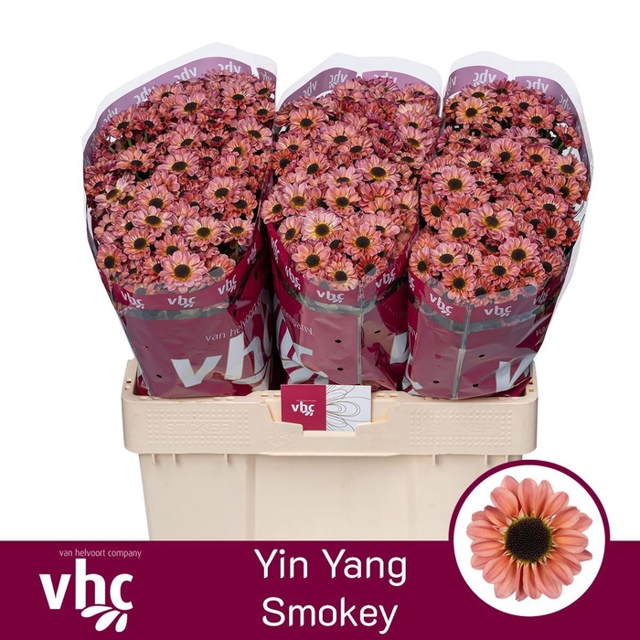 <h4>CHR SAN YIN YANG SMOKEY CHR S YIN Y</h4>