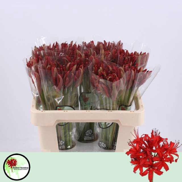 <h4>Nerine Lydia</h4>