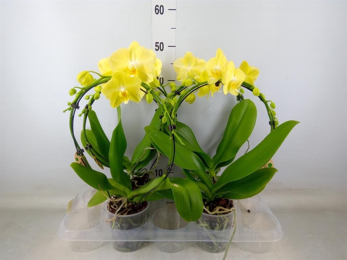 <h4>Phalaenopsis   ...</h4>