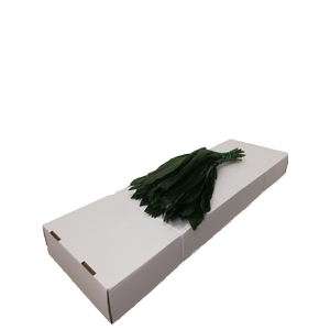 ASPIDISTRA  60 CM WHITE