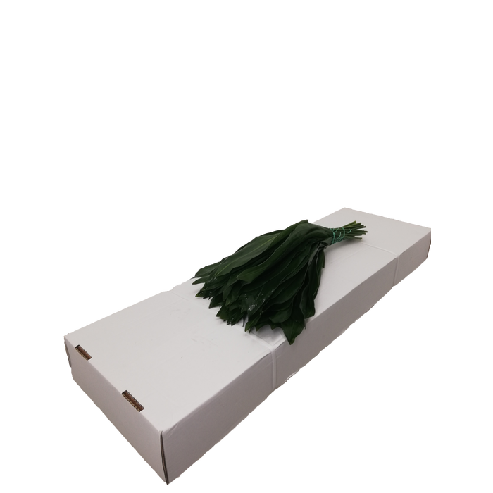 <h4>ASPIDISTRA  40 CM WHITE</h4>