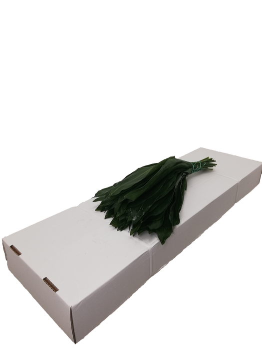 ASPIDISTRA  60 CM WHITE