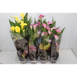 CALLA COLORIDA P14 PREMIUM