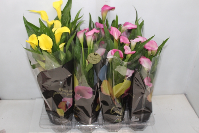 <h4>CALLA COLORIDA P14 PREMIUM</h4>