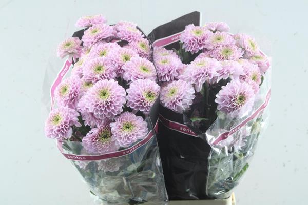 <h4>Chrys sp letsgo pink</h4>
