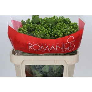 Hypericum Jungle Romance Spray