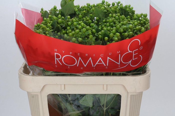 <h4>Hypericum Jungle Romance Spray</h4>