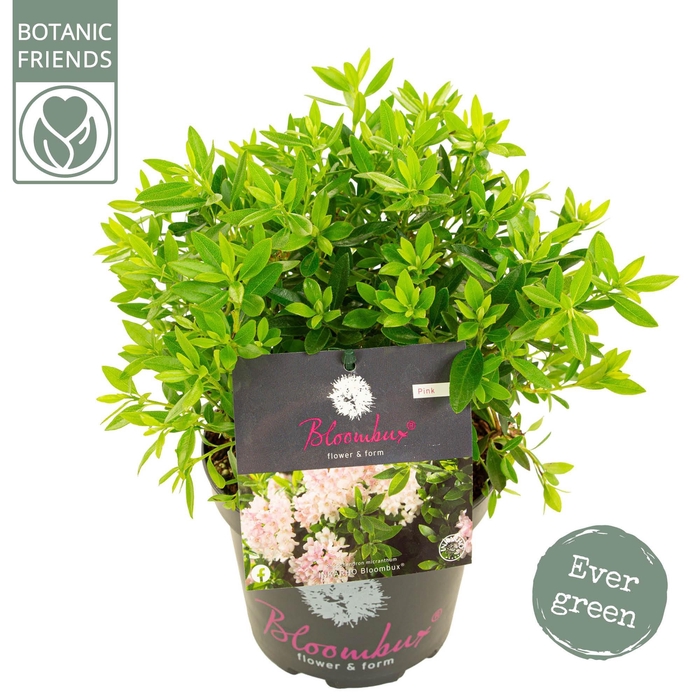 <h4>Rhododendron 'Bloombux' Pink</h4>