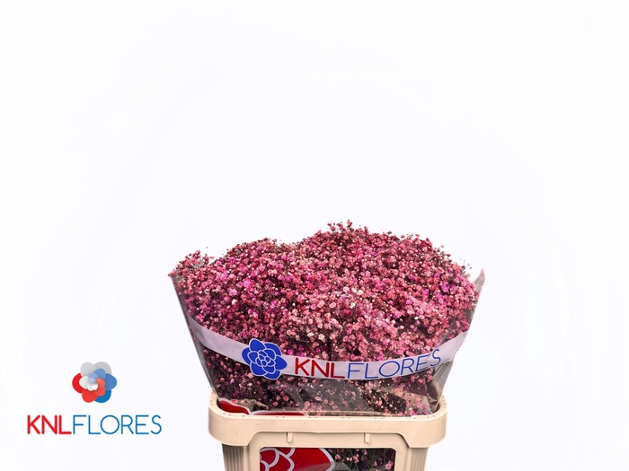 <h4>GYPS KLB H%</h4>