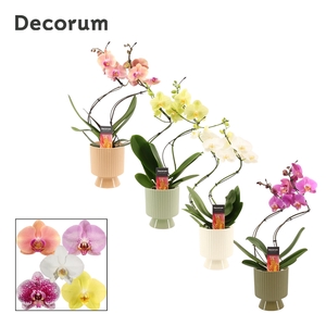 PHAL GEM