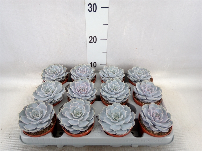 <h4>Echeveria lilacina</h4>