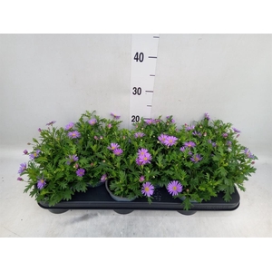 Brachycome  'Fresco Purple'