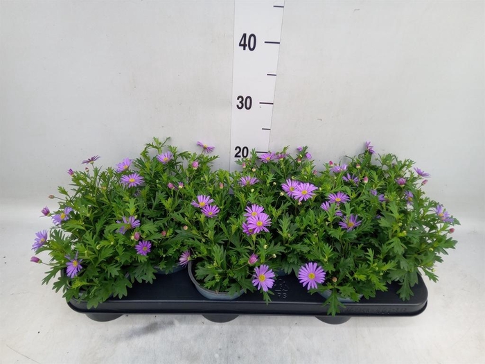 <h4>Brachycome 'Fresco Purple'</h4>