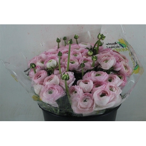 Ran Cloni Sup Confetto San Mauro