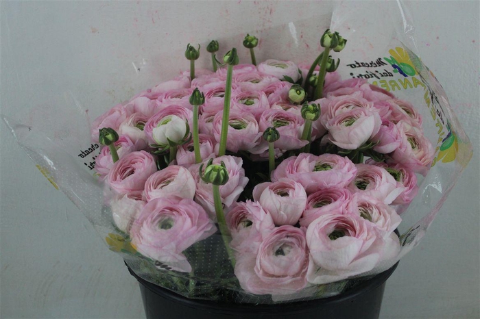 <h4>Ran Cloni Sup Confetto San Mauro</h4>