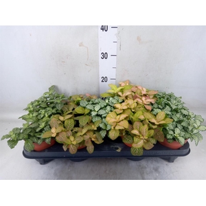Fittonia   ...mix