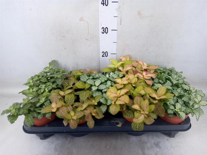 <h4>Fittonia   ...mix</h4>