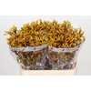 Anigozanthos Gold Fever