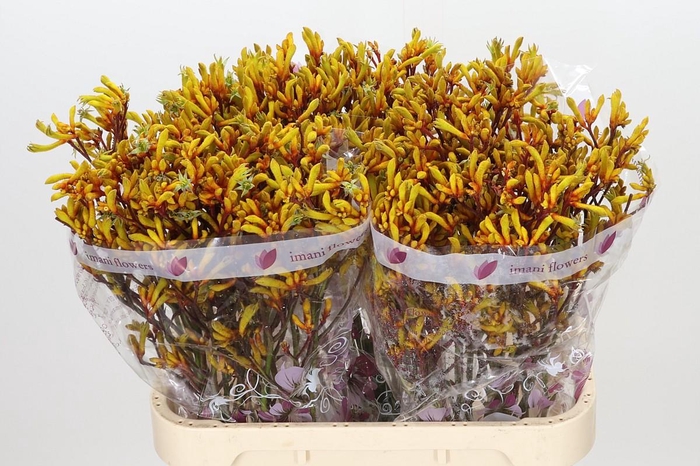 <h4>Anigozanthos Gold Fever</h4>