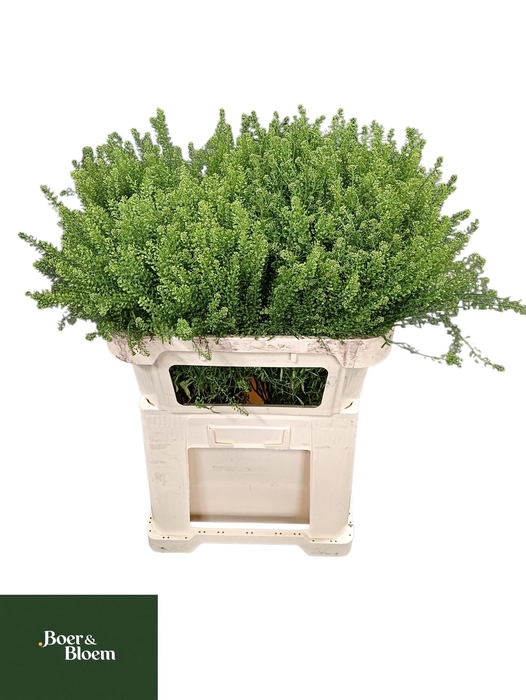 <h4>LEP VI GREEN DRAGON</h4>