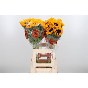 Helian An Orange Fir