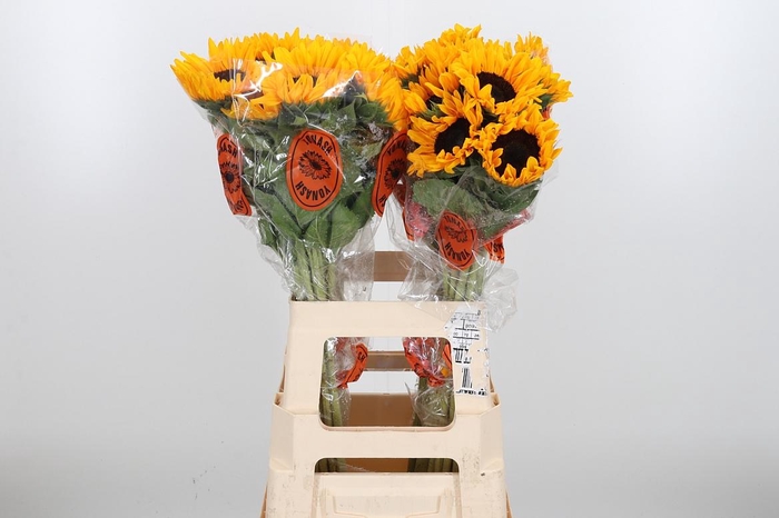 <h4>Helian An Orange Fir</h4>