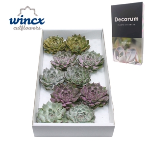 Echeveria Lindsyana Glitter Mix Lovely Christmas Wincx-12cm