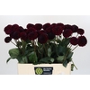 Dahlia Black Lars