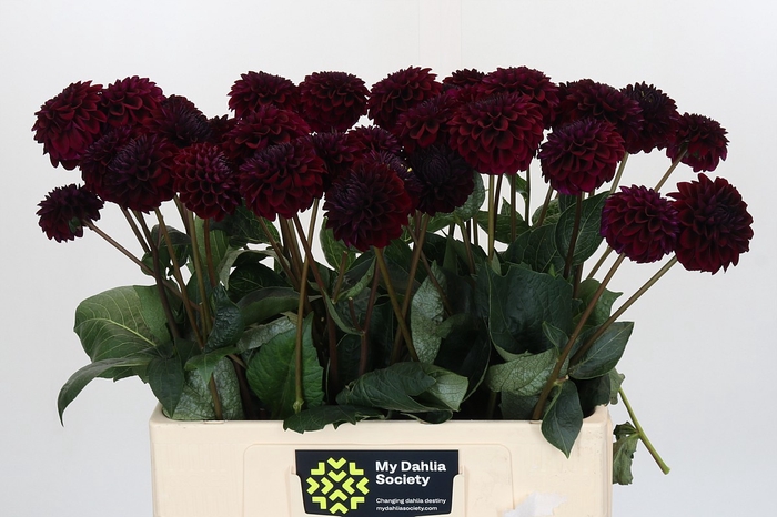 <h4>Dahlia Black Lars</h4>
