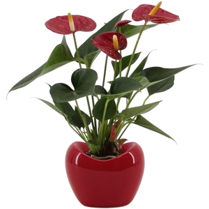 Anthurium 7 cm Diamond Red in Paris ceramics red