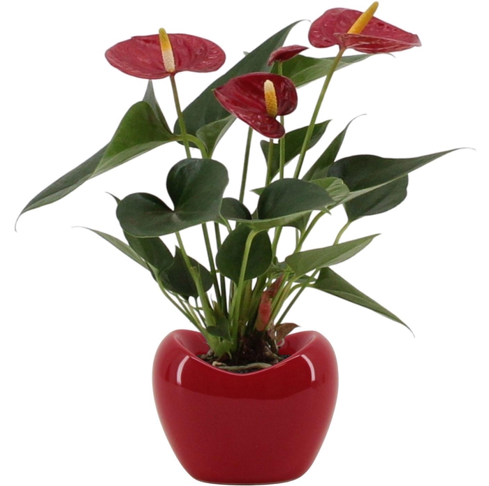 <h4>Anthurium 7 cm Diamond Red in Paris ceramics red</h4>
