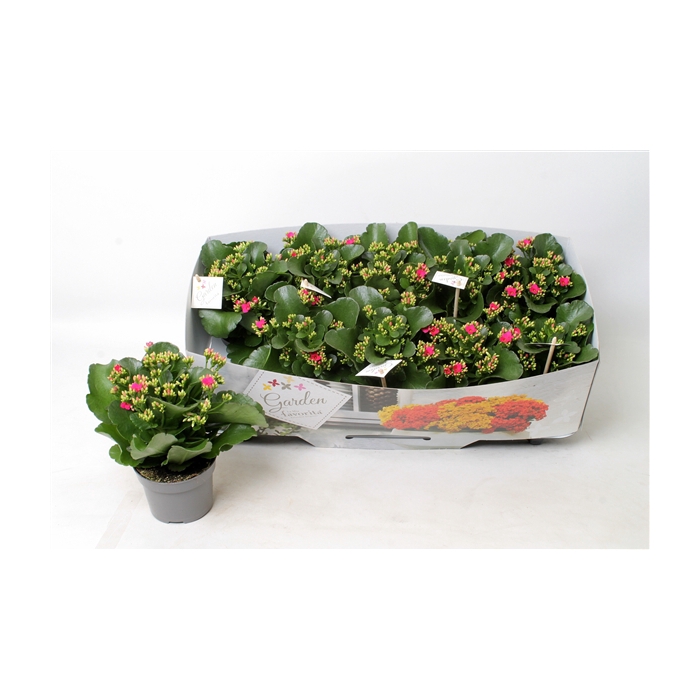 <h4>Kalanchoe garden favorita pink</h4>