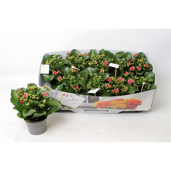 Kalanchoe garden favorita pink