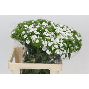 Dianthus Br White Duke